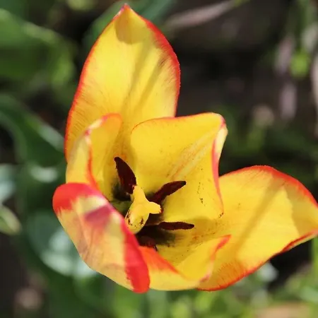 Alpenrose Aletsch Landschaftspark Binntal شقة Grengiols