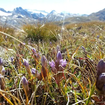 Alpenrose Aletsch Landschaftspark Binntal Grengiols