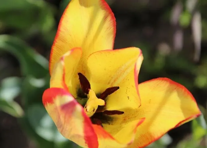 Alpenrose Aletsch Landschaftspark Binntal Appartamento Grengiols