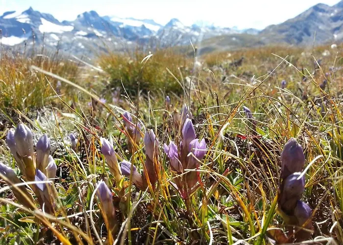 Alpenrose Aletsch Landschaftspark Binntal Grengiols