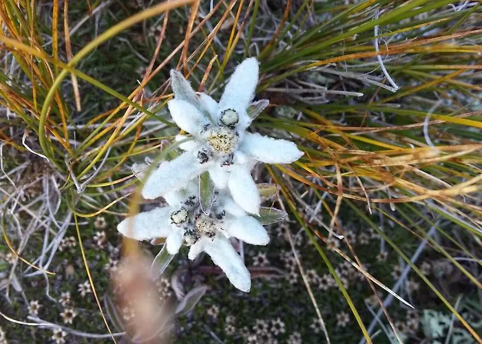 Alpenrose Aletsch Landschaftspark Binntal