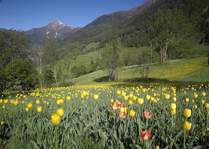 Alpenrose Aletsch Landschaftspark Binntal * Grengiols