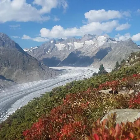 Alpenrose Aletsch Landschaftspark Binntal Grengiols