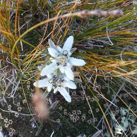 Alpenrose Aletsch Landschaftspark Binntal