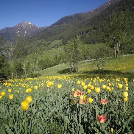 Alpenrose Aletsch Landschaftspark Binntal * Grengiols
